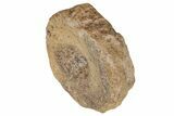 Fossil Ichthyosaur (Brachypterygius) Vertebra - England #238923-3